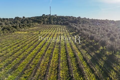 Farm i Estremoz, Evora, Estremoz - € 320.000 | Ref: JF1130 - foto 18