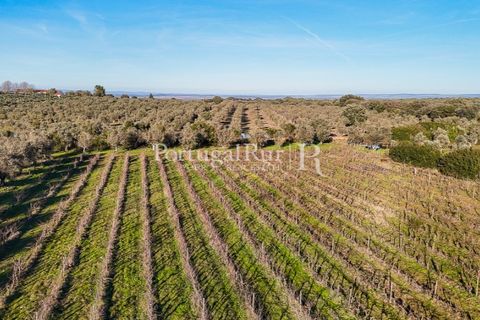 Farm i Estremoz, Evora, Estremoz - € 320.000 | Ref: JF1130 - foto 19