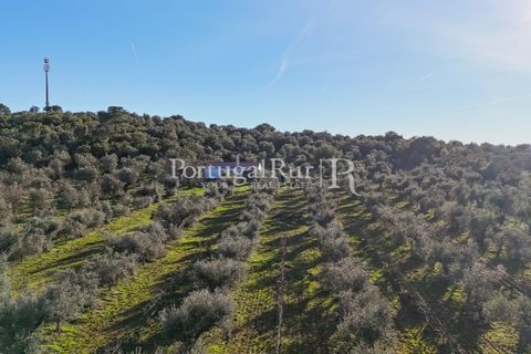 Farm i Estremoz, Evora, Estremoz - € 320.000 | Ref: JF1130 - foto 20