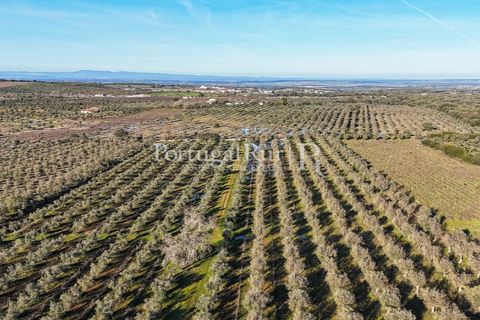 Farm i Estremoz, Evora, Estremoz - € 320.000 | Ref: JF1130 - foto 21