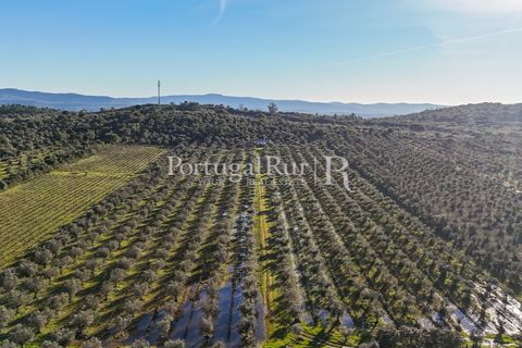 Farm i Estremoz, Evora, Estremoz - € 320.000 | Ref: JF1130 - foto 22
