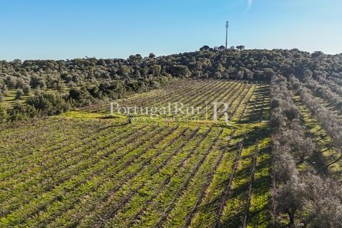 Farm i Estremoz, Evora, Estremoz - € 320.000 | Ref: JF1130 - foto 23