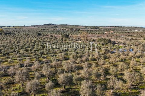 Farm i Estremoz, Evora, Estremoz - € 320.000 | Ref: JF1130 - foto 24