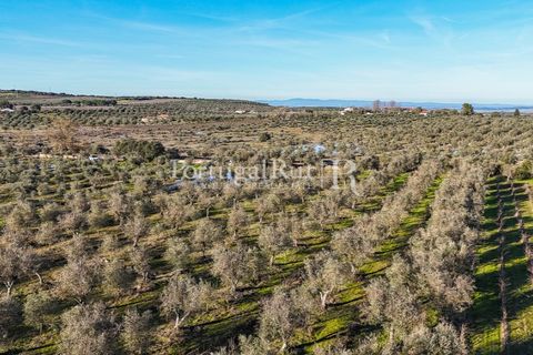 Farm i Estremoz, Evora, Estremoz - € 320.000 | Ref: JF1130 - foto 25