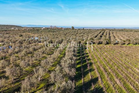 Farm i Estremoz, Evora, Estremoz - € 320.000 | Ref: JF1130 - foto 26