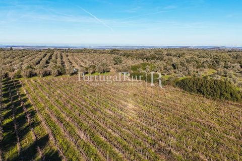 Farm i Estremoz, Evora, Estremoz - € 320.000 | Ref: JF1130 - foto 27