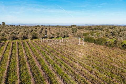 Farm i Estremoz, Evora, Estremoz - € 320.000 | Ref: JF1130 - foto 28