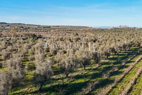 Farm i Estremoz, Evora, Estremoz - € 320.000 | Ref: JF1130 - foto 29