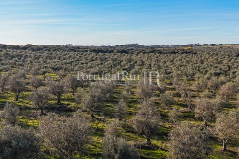 Farm i Estremoz, Evora, Estremoz - € 320.000 | Ref: JF1130 - foto 30