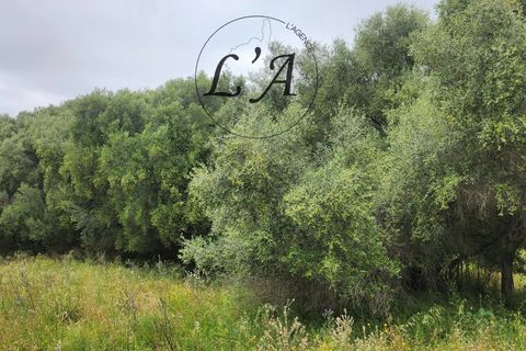 Tomt i Afa, Corse-du-Sud, Afa - € 190 000 | Ref: BONM00001AFA - foto 13