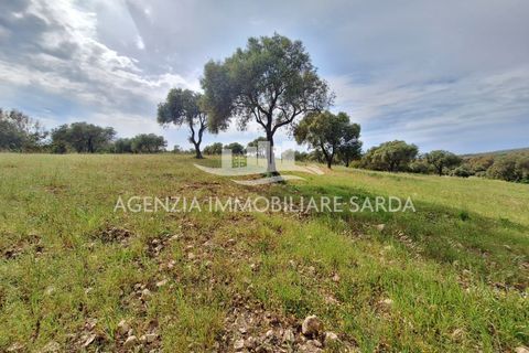Tomt i Alghero, Sassari, Alghero - € 370 000 | Ref: ALG109 - foto 5