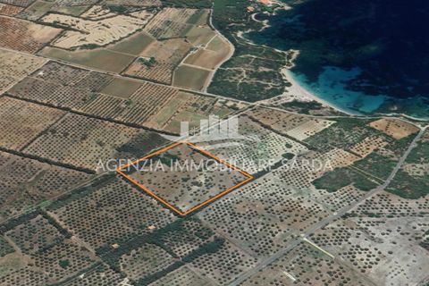 Tomt i Alghero, Sassari, Alghero - € 370 000 | Ref: ALG109 - foto 9