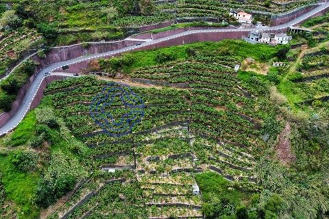Helårsgrund i Ponta do Sol, Madeira, Ponta do Sol - € 330.000 | Ref: 1127851 - foto 4