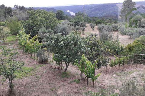 Landejendom i Tabua, Coimbra, Tabua - € 125.000 | Ref: 710 - foto 14