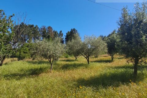 Landejendom i Tabua, Coimbra, Tabua - € 125.000 | Ref: 710 - foto 36