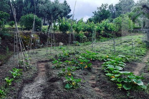 Landejendom i Tabua, Coimbra, Tabua - € 125.000 | Ref: 710 - foto 43