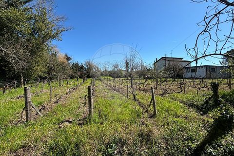 Helårsgrund i Chaves, Vila Real, Chaves - € 183.000 | Ref: 126381014-85 - foto 12