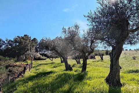 Helårsgrund i Valpacos, Vila Real, Valpacos - € 66.500 | Ref: 126381027-13 - foto 6