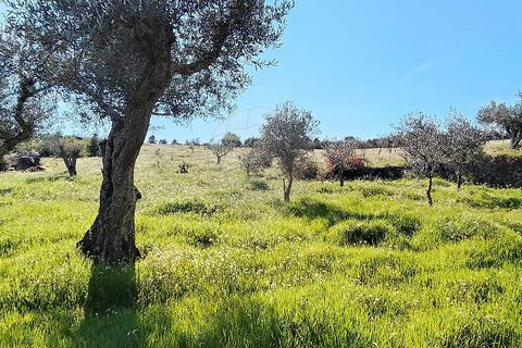 Helårsgrund i Valpacos, Vila Real, Valpacos - € 66.500 | Ref: 126381027-13 - foto 8