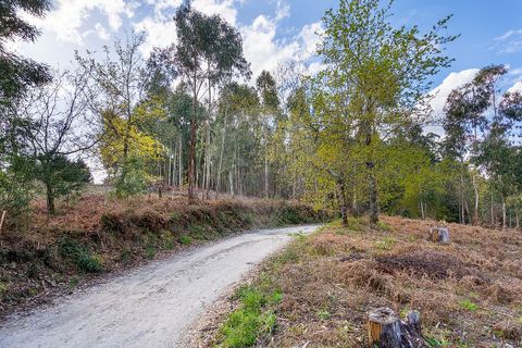 Helårsgrund i Ponte de Lima, Viana do Castelo, Ponte de Lima - € 549.000 | Ref: 123331135-106 - foto 16