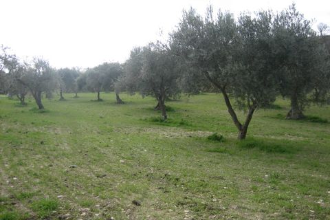 Terra a Giarratana, Ragusa, Giarratana - € 330.000 | Ref: L 1487 - foto 9