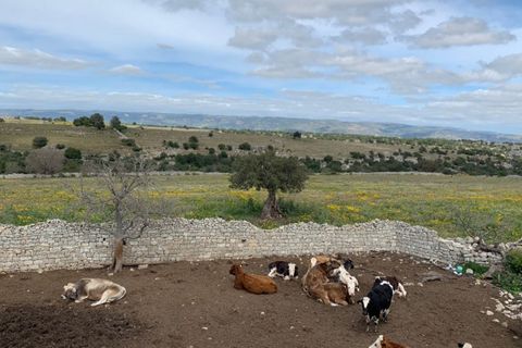 Landejendom i Rosolini, Siracusa, Rosolini - € 230.000 | Ref: RN 02 - foto 29