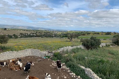 Landejendom i Rosolini, Siracusa, Rosolini - € 230.000 | Ref: RN 02 - foto 30