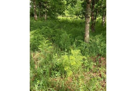 Terra a Formariz e Ferreira, Viana do Castelo, Formariz e Ferreira - € 77.500 | Ref: TC185 - foto 4