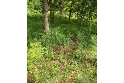 Terra a Formariz e Ferreira, Viana do Castelo, Formariz e Ferreira - € 77.500 | Ref: TC185 - foto 5