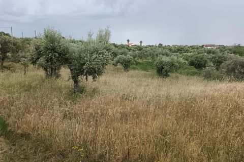 Helårsgrund i Castelo Branco, Castelo Branco, Castelo Branco - € 5.000 | Ref: C0434-01275 - foto 3