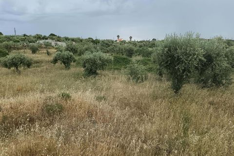 Helårsgrund i Castelo Branco, Castelo Branco, Castelo Branco - € 5.000 | Ref: C0434-01275 - foto 4
