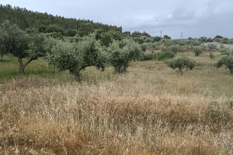 Helårsgrund i Castelo Branco, Castelo Branco, Castelo Branco - € 5.000 | Ref: C0434-01275 - foto 5