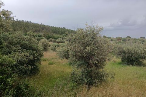 Helårsgrund i Castelo Branco, Castelo Branco, Castelo Branco - € 5.000 | Ref: C0434-01275 - foto 8