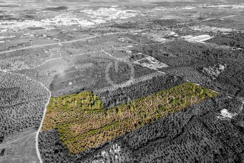 Grond in Borba, Evora, Borba - € 1.300.000 | Ref: T0331.RF.ES - foto 23