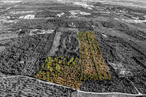 Grond in Borba, Evora, Borba - € 1.300.000 | Ref: T0331.RF.ES - foto 26