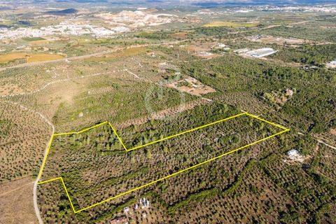 Grond in Borba, Evora, Borba - € 1.300.000 | Ref: T0331.RF.ES - foto 27