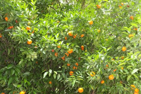 Landejendom i Monda, Malaga, Monda - € 795.000 | Ref: SPCRM5017 - foto 28