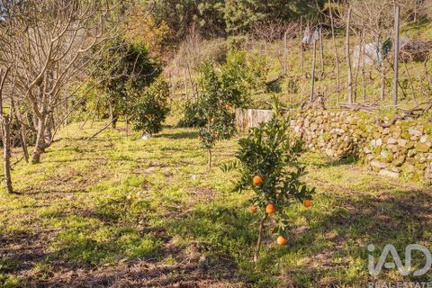 Terra a Seia, Guarda, Seia - € 41.000 | Ref: 909326 - foto 6