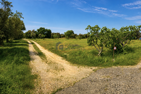 Terra a Algoz, Faro, Algoz - € 40.000 | Ref: NS104 - foto 5