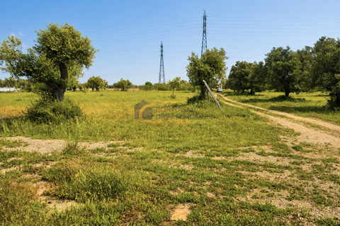 Terra a Algoz, Faro, Algoz - € 40.000 | Ref: NS104 - foto 6