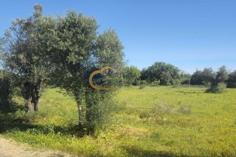Terra a Algoz, Faro, Algoz - € 40.000 | Ref: NS104 - foto 7