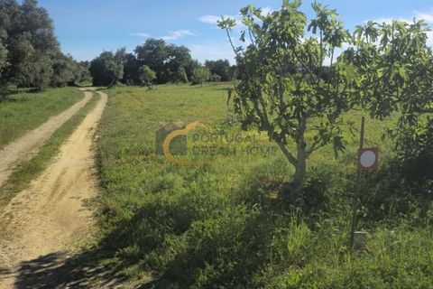 Terra a Algoz, Faro, Algoz - € 40.000 | Ref: NS104 - foto 10