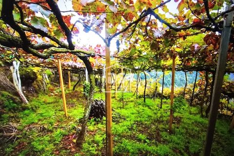 Terra a Sao Vincente, Madeira, Sao Vincente - € 95.000 | Ref: DSF245 - foto 2
