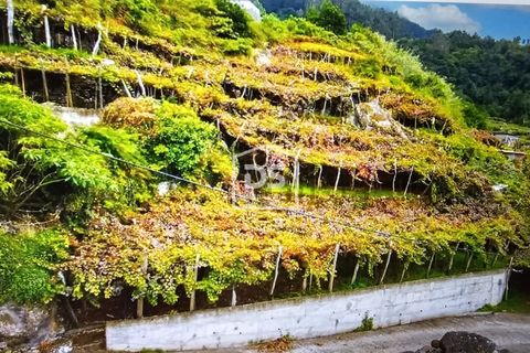 Terra a Sao Vincente, Madeira, Sao Vincente - € 95.000 | Ref: DSF245 - foto 5