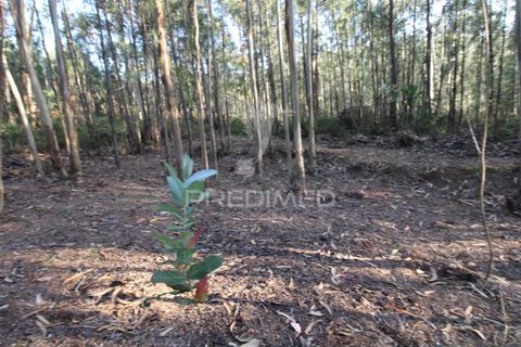 Helårsgrund i Penafiel, Porto, Penafiel - € 45.000 | Ref: 060186 - foto 1