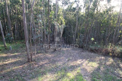 Helårsgrund i Penafiel, Porto, Penafiel - € 45.000 | Ref: 060186 - foto 6