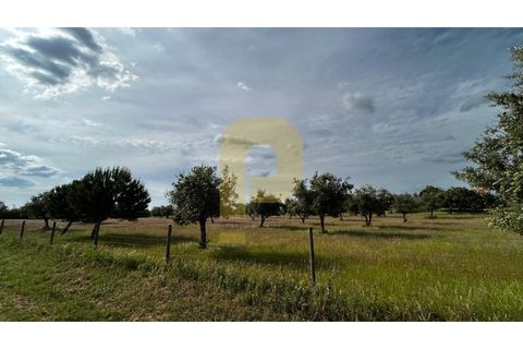 Farm hus i Avis, Portalegre, Avis - € 275.000 | Ref: PB2026503 - foto 38