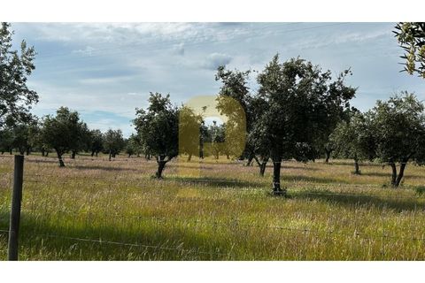 Farm hus i Avis, Portalegre, Avis - € 275.000 | Ref: PB2026503 - foto 39