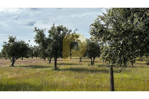 Farm hus i Avis, Portalegre, Avis - € 275.000 | Ref: PB2026503 - foto 40