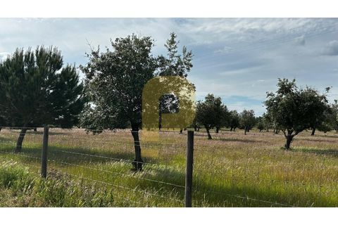 Farm hus i Avis, Portalegre, Avis - € 275.000 | Ref: PB2026503 - foto 41